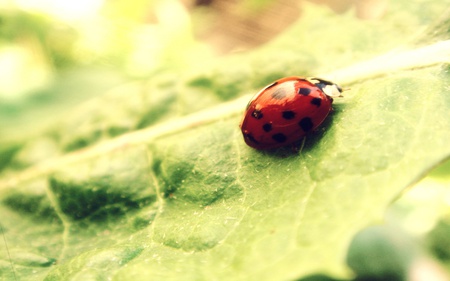 Ladybird - nature, beautiful, red, green, insect, ladybird, leaf, animals