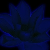 Blue Flower