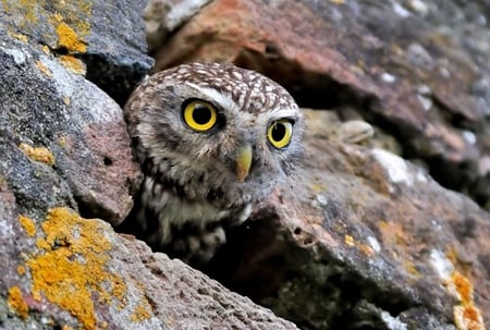 Owl - owl, birds, nature, rocks, wildlife