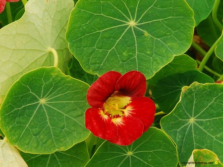 Pretty Red Flower - green, pretty, flower, red