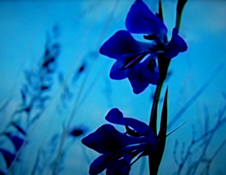 Blue flower - nature, sky, blue, beautiful, green, flowers, flower