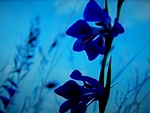 Blue flower