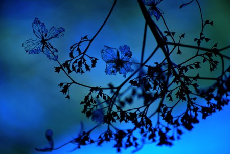 In my Blue Dream - flower, beautiful, flowers, dream, blue