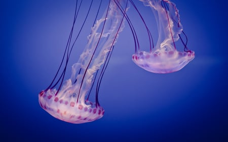 Jelly Fiesta - jellies, aquarium, animals, beautiful