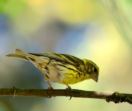 the_little_bird - animal, colors, bird, little