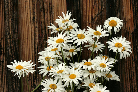 the_dreams_in_which_i_m_dying - white, nature, nice, dream, flowers