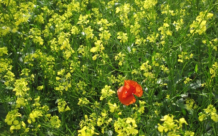 Alone in Field - beauty, red, green, field, grass, garden, flower, spring