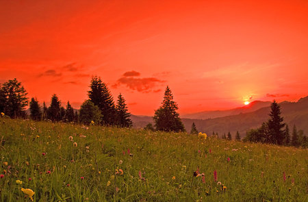 Apus_de_vara - sky, trees, colored, nature, clouds, red, sunsets, flowers, grass