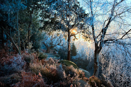 WinterTrees - pretty, winter, tress, nature