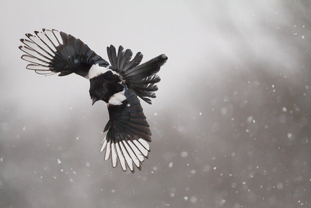 flying_in_the_snow - snow, wings, animal, bird, fly