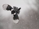 flying_in_the_snow