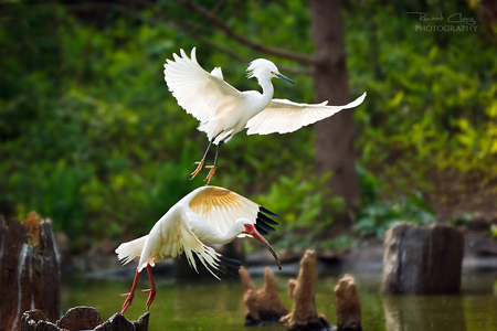 go flying - flying, couple, animals, birds