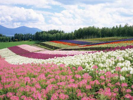 Flower-garden - nature, sky, landscape, trees, clouds, colored, flowers, garden