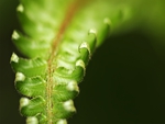 Summer Fern