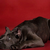 cane corso   puppy