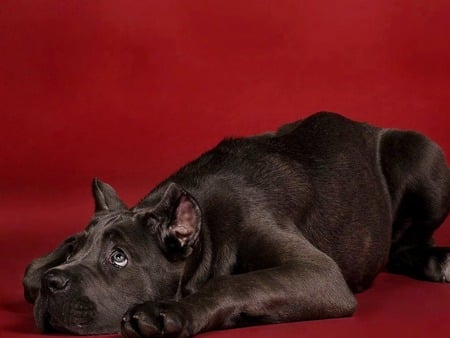 cane corso   puppy - cane corso, puppy, red background wallpaper, dog