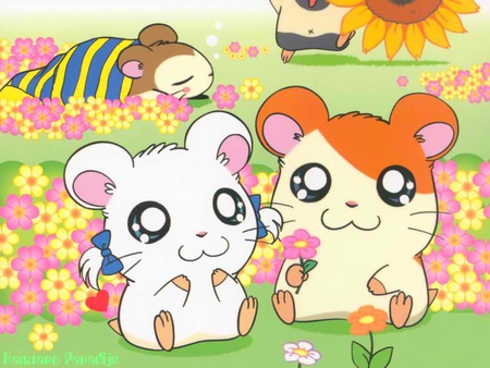 hamtaro! - hamtaro, bijou, snoozer, hamsters, flowers, boss