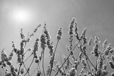 When even the flowers are grey - flower, nature, grey, sun