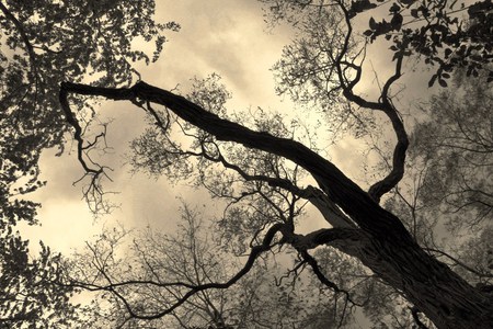 COPACUL - black, copac, branches, white, nature, photo, tree, sky