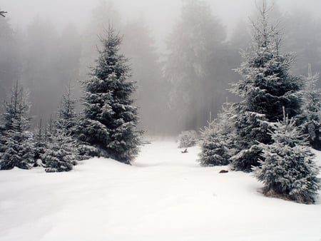 spruces - winter, name, spruce, snow, wallpaper