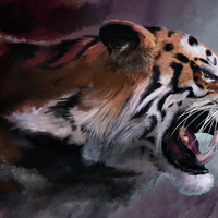 tiger drawing