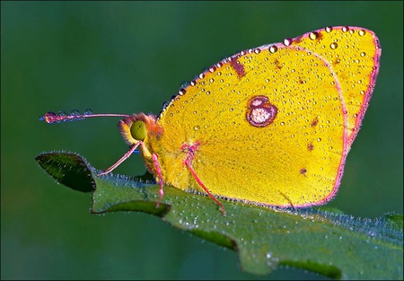 Yellow Butterfly - insects, yellow, bugs, wings, butterfly, leaf, animals