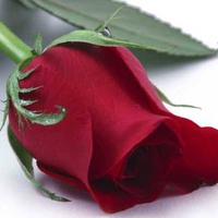 Single red rose