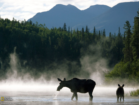 Mama And Baby - moose, wilderness, baby, forest, stream