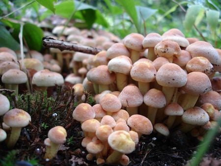 Mushrooms - water, mold, nature, mushrooms, forest