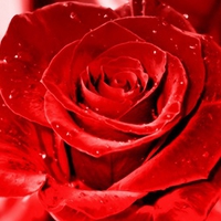 Red rose