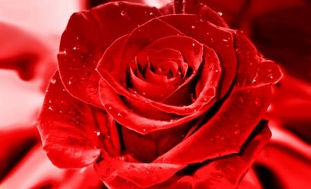 Red rose - red rose, wonderful rose, red, beauty, beautiful flower