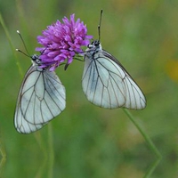 Black Veined White Butterfly, Live in North America, Europe, Asia, Japan, Korea