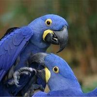 Hyacinth Macaws Parrot are from South America