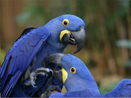 Hyacinth Macaws Parrot are from South America - large, parrots, birds, blue, wings, two, beak, america, feathers, animals, south