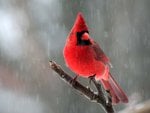 Red Cardinal In the Rain