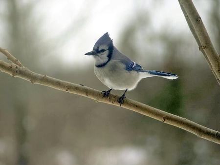 One Two Three Jump - bluejay, bird, nature, limb, field, day, daylight, animals