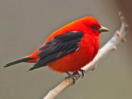 I'll Just Sit Here - red, animals, bird, black, limb, field, nature, beak