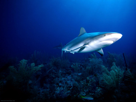 Shark - water, picture, blue, beautiful, shark