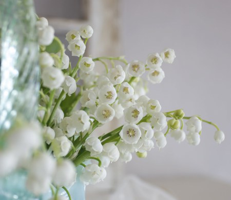 lily of the valley - white, fragrance, lily of the valley, bells, flowers