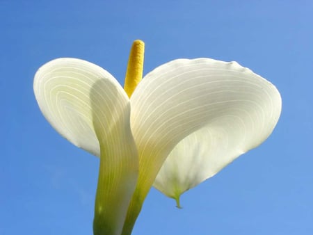 Calla Lilly Classic Large - calla, large, flowers, lilly, white, nature, classic