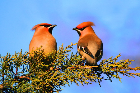 Girl talk - brown, cardinals, black, female, branch, birds