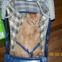 Baby cat in the stroller