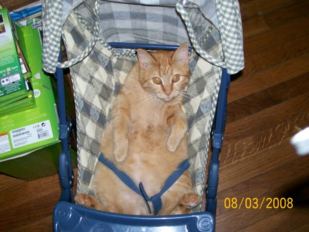 Baby cat in the stroller - furry, kitten, cute, baby, stroller, cat