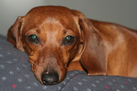 MY DOG IZZY - cute, flopy ears, long body, playfull