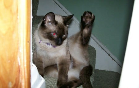 Siamese cat on the stairs with leg up - stairs, cat, leg, foot, weird, siamese