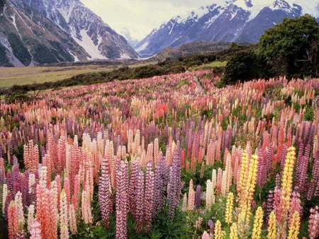 Wild Lupine Mountain - flowers, lupine, field, mountain, wild