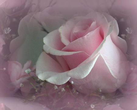 PINK ROSE - soft, bloom, pink, single, rose