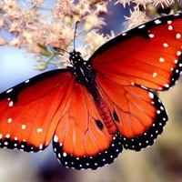 GLITTERY BUTTERFLY