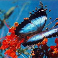 BLUE MORPHO BUTTERFLY