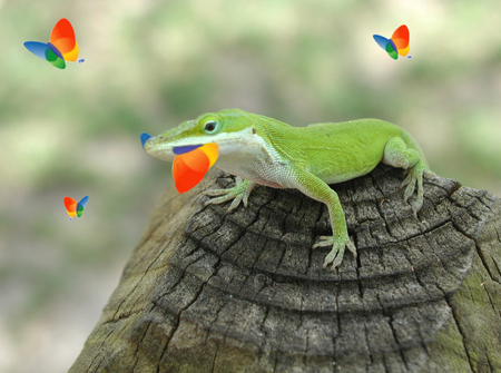 Mozzila - microsoft, reptil msn, funny, butterfly, pc